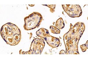 Detection of TF in Human Placenta Tissue using Polyclonal Antibody to Transferrin (TF) (Transferrin anticorps  (AA 361-683))