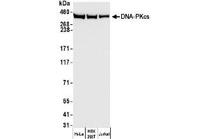 Western Blotting (WB) image for anti-Protein Kinase, DNA-Activated, Catalytic Polypeptide (PRKDC) (AA 2050-2100) antibody (ABIN7449674)