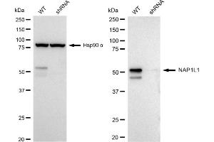 Western blotting analysis using NAP1L1 antibody (ABIN7799683).