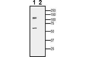 1.