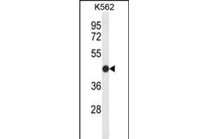 Western blot analysis of CLDN15 Antibody (Center) (ABIN653788 and ABIN2843073) in K562 cell line lysates (35 μg/lane). (Claudin 15 anticorps  (AA 128-157))