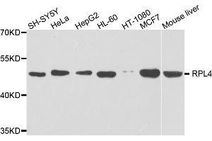 Western blot analysis of extracts of various cell lines, using RPL4 antibody (ABIN5975398) at 1/1000 dilution. (RPL4 anticorps)