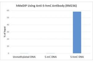 hMeDIP was performed using recombinant 5hmC antibody at a 10:1 DNA:Ab ratio. (Recombinant 5-Hydroxymethylcytosine anticorps)