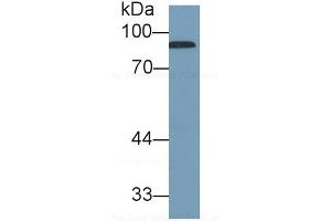 Detection antibody from the kit in WB with Positive Control:  Sample Human serum. (Complement Factor B Kit ELISA)