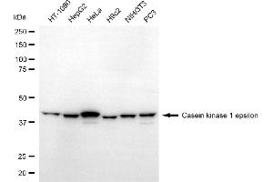 Western blotting analysis using casein kinase 1 epsilon antibody (ABIN7797881). (CK1 epsilon anticorps)