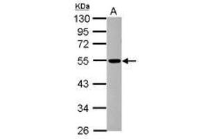Image no. 1 for anti-Dynactin 4 (DCTN4) (AA 226-460) antibody (ABIN1497782) (Dynactin 4 anticorps  (AA 226-460))
