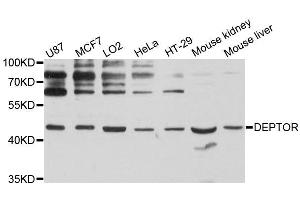 Western blot analysis of extracts of various cell lines, using DEPTOR antibody (ABIN5996741) at 1:3000 dilution. (DEPTOR anticorps)