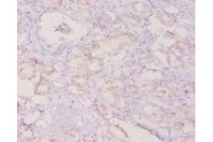 Immunohistochemistry of paraffin-embedded human kidney tissue using ABIN7154394 at dilution of 1:20