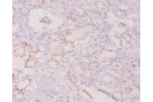 Immunohistochemistry of paraffin-embedded human kidney tissue using ABIN7154394 at dilution of 1:20 (G-CSF anticorps  (AA 27-200))