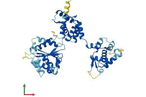 AlphaFold protein structure predicition of Mouse Recombinant Orc4 Protein, UniprotID O88708