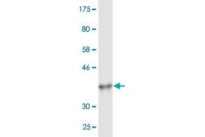 Western Blot detection against Immunogen (36.