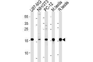 UBE2L3 Antibody (C-term) (ABIN1882145 and ABIN2839154) western blot analysis in U87-MG,mouse NIH/3T3,rat PC-12 cell line and mouse testis,rat testis tissue lysates (35 μg/lane). (UBE2L3 anticorps  (C-Term))