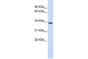 WB Suggested Anti-C2orf60 Antibody Titration:  0. (C2orf60 anticorps  (Middle Region))