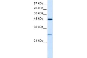 Western Blotting (WB) image for anti-Cl Ion Channel 4 antibody (ABIN2461113) (Cl Ion Channel 4 anticorps)