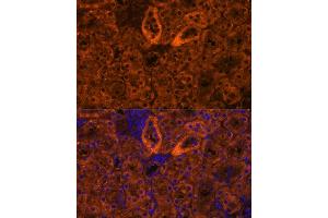 Immunofluorescence analysis of mouse kidney using SCNN1G antibody (ABIN7270387) at dilution of 1:100.