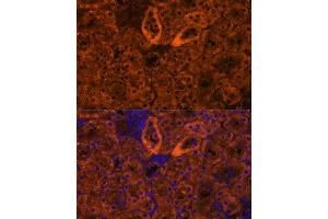 Immunofluorescence analysis of mouse kidney using SCNN1G antibody (ABIN7270387) at dilution of 1:100. (SCNN1G anticorps  (AA 100-250))