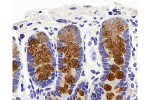 Immunohistochemistry analysis of paraffin-embedded mouse colon using MUC2 Polyclonal Antibody at dilution of 1:600. (MUC2 anticorps)