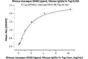 Immobilized Rhesus macaque OX40, His Tag (ABIN2870849,ABIN2870850) at 2 μg/mL (100 μL/well) can bind Rhesus macaque OX40 Ligand, Mouse IgG2a Fc Tag (ABIN5954956,ABIN6253638) with a linear range of 0.