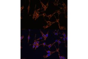 Immunofluorescence analysis of HeLa cells using 14-3-3 alpha/beta antibody (ABIN3021284, ABIN3021285, ABIN3021286 and ABIN6214397) at dilution of 1:100.