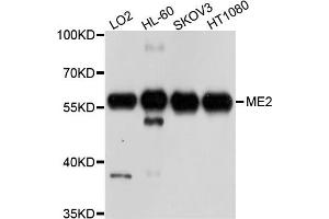 Western blot analysis of extract of various cells, using ME2 antibody. (NAD-ME anticorps)