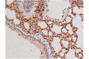 ABIN6269133 at 1/200 staining Mouse lung tissue sections by IHC-P. (KIT anticorps  (Internal Region))
