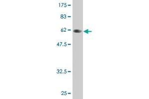 Western Blot detection against Immunogen (58. (PLSCR3 anticorps  (AA 1-295))