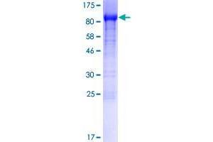 Image no. 1 for SHC SH2-Domain Binding Protein 1 (SHCBP1) (AA 1-672) protein (GST tag) (ABIN1319943)