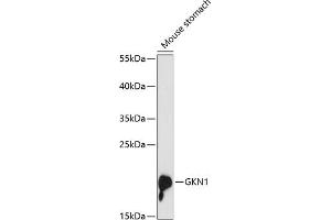 Western blot analysis of extracts of mouse stomach, using GKN1 antibody (ABIN6131914, ABIN6141110, ABIN6141111 and ABIN6216976) at 1:3000 dilution. (Gastrokine 1 anticorps  (AA 25-185))