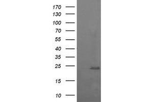 Image no. 2 for anti-RAB37, Member RAS Oncogene Family (RAB37) antibody (ABIN1500561) (RAB37 anticorps)