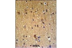 ZDHHC9 Antibody (C-term) (ABIN653671 and ABIN2843003) IHC analysis in formalin fixed and paraffin embedded brain tissue followed by peroxidase conjugation of the secondary antibody and DAB staining.