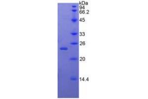 SDS-PAGE analysis of Rabbit BMP4 Protein. (BMP4 Protéine)