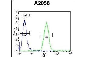 FOXC2 Antibody (Center ) (ABIN651936 and ABIN2840463) flow cytometric analysis of  cells (right histogram) compared to a negative control cell (left histogram). (FOXC2 anticorps  (AA 159-186))