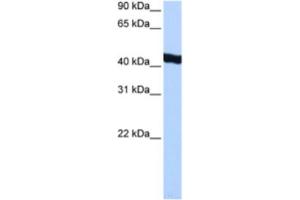 Western Blotting (WB) image for anti-General Transcription Factor IIA, 1-Like (GTF2A1L) antibody (ABIN2463375) (GTF2A1L anticorps)