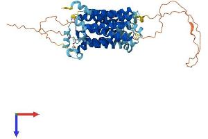 AlphaFold protein structure predicition of Mouse Recombinant Slc2a10 Protein, UniprotID Q8VHD6