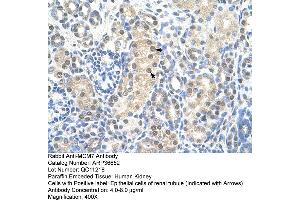 Human kidney (MCM7 anticorps  (Middle Region))