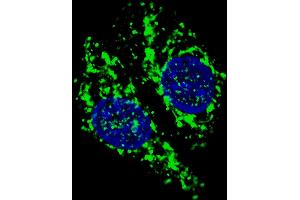 Fluorescent confocal image of  cells stained with AIFM1 (N-term) antibody. (AIF anticorps  (N-Term))