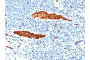 Formalin-fixed, paraffin-embedded human Tonsil stained with Glycophorin A Mouse Monoclonal Antibody (JC159). (CD235a/GYPA anticorps)