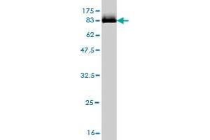 Western Blot detection against Immunogen (82.