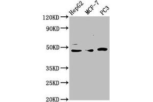 Western Blot Positive WB detected in: HepG2 whole cell lysate, MCF-7 whole cell lysate, PC-3 whole cell lysate All lanes: TEAD1 antibody at 3. (TEAD1 anticorps  (AA 135-215))