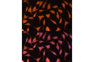 Immunofluorescence analysis of L929 cells using TIMM44 antibody (ABIN7270927) at dilution of 1:100.