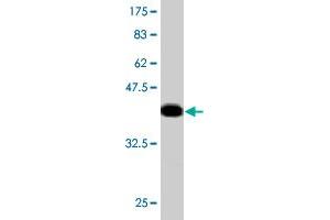 Western Blot detection against Immunogen (36. (MGAT4A anticorps  (AA 436-535))