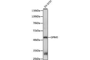 Western blot analysis of extracts of SH-SY5Y cells, using GPR45 antibody (ABIN7267308) at 1:1000 dilution. (GPR45 anticorps  (AA 150-250))