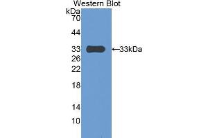 Western blot analysis of the recombinant protein. (PAPPA anticorps  (AA 1270-1558))