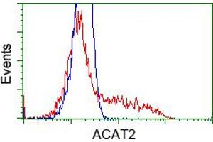 Image no. 8 for anti-Acetyl-CoA Acetyltransferase 2 (ACAT2) antibody (ABIN1496403) (ACAT2 anticorps)