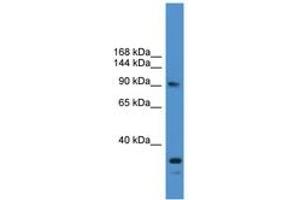 Image no. 1 for anti-Ubiquitin Specific Peptidase 13 (Isopeptidase T-3) (USP13) (AA 161-210) antibody (ABIN6745392) (USP13 anticorps  (AA 161-210))