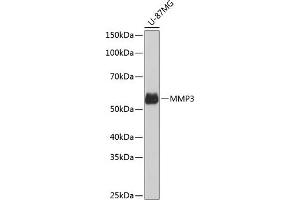 Western blot analysis of extracts of U-87MG cells, using MMP3 Rabbit mAb (ABIN7268424) at 1:1000 dilution. (MMP3 anticorps)