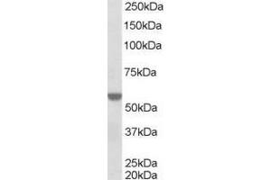 Image no. 1 for anti-Retinoid X Receptor, alpha (RXRA) (AA 68-82) antibody (ABIN291111) (Retinoid X Receptor alpha anticorps  (AA 68-82))