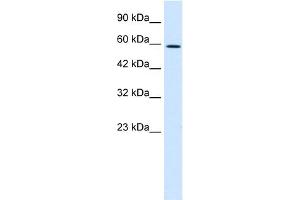 WB Suggested Anti-TBX4 Antibody Titration:  0. (TBX4 anticorps  (Middle Region))