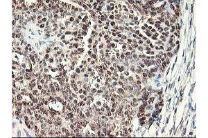 Image no. 12 for anti-NIF3 NGG1 Interacting Factor 3-Like 1 (NIF3L1) antibody (ABIN1496618) (NIF3L1 anticorps)