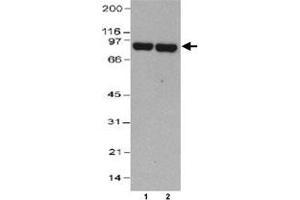 Western blot analysis of THOP1 in HeLa whole cell lysate (30 ug) (Lane 1 : 0. (Thimet Oligopeptidase 1 anticorps  (AA 56-72))
